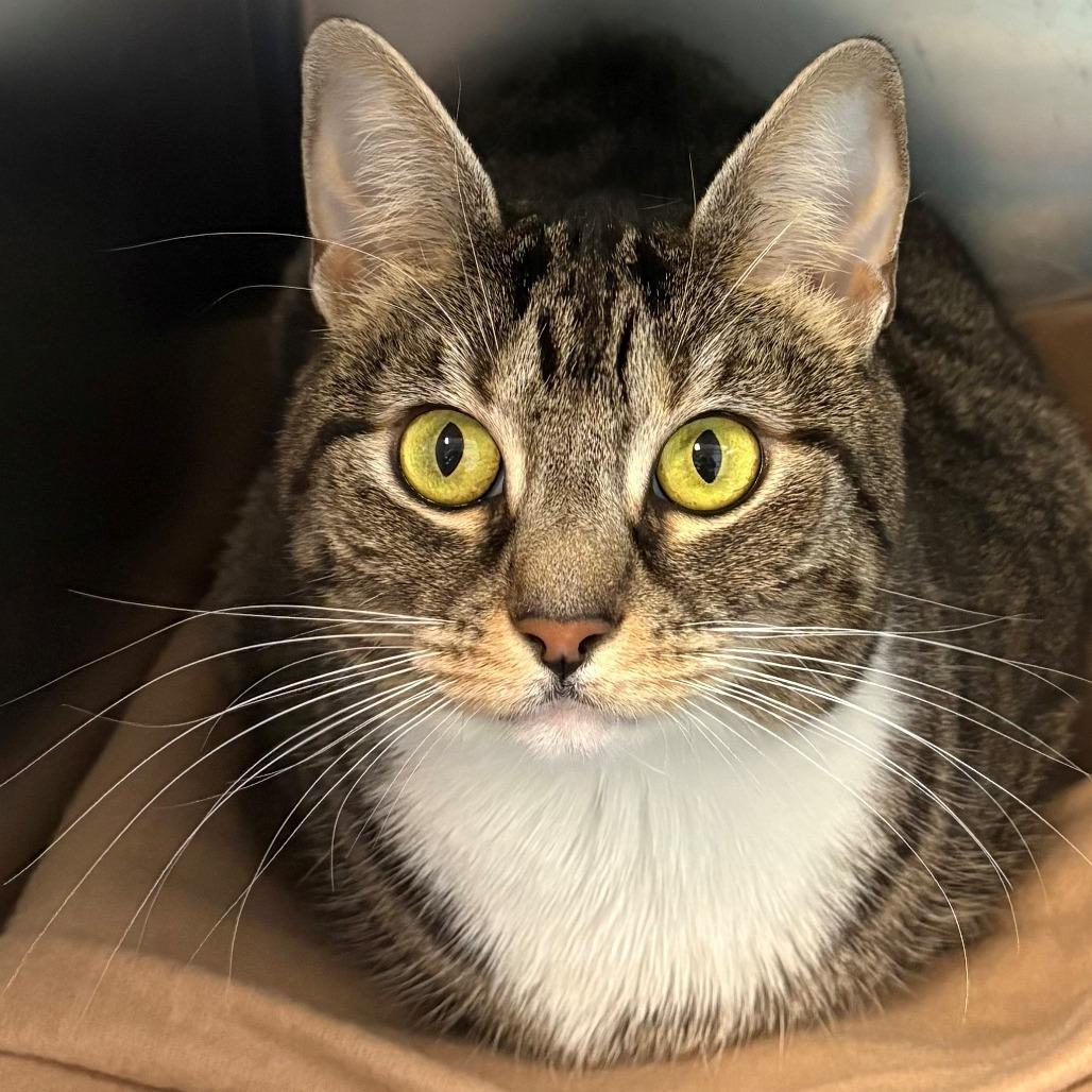 Enlarge Bonnie, a Adoptable Domestic Short Hair in East Hanover, NJ image 3/4