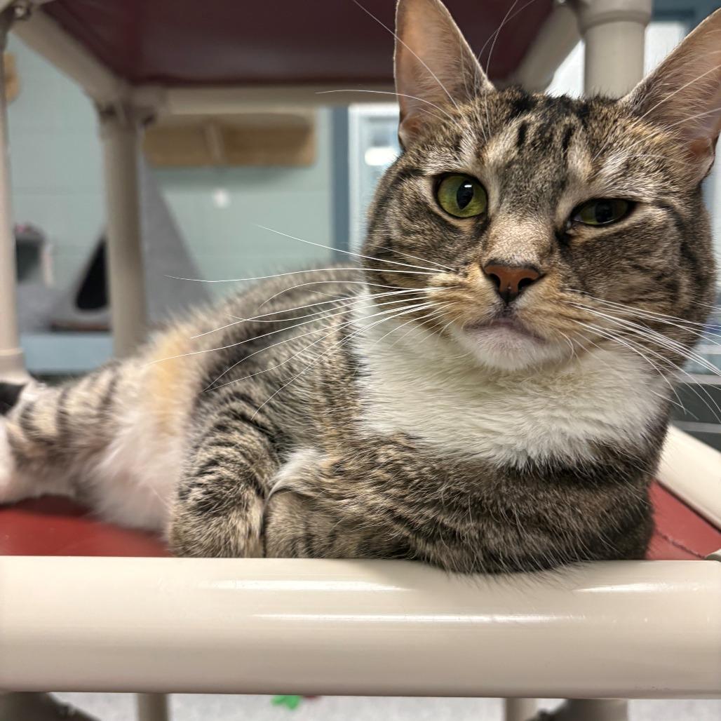 Enlarge Bonnie, a Adoptable Domestic Short Hair in East Hanover, NJ image 4/4