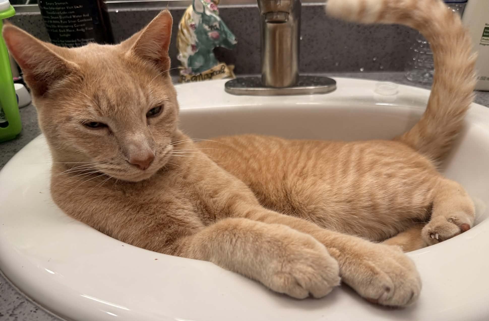 Enlarge Opie, a Adoptable Tabby in Woodland, CA image 3/3