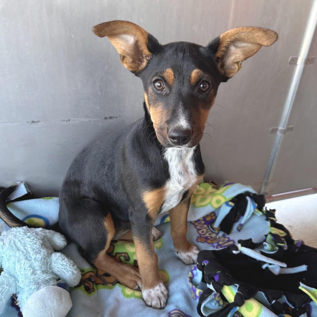 Yertle the Turtle, a Adoptable Mixed Breed in Park City, UT image 1/6