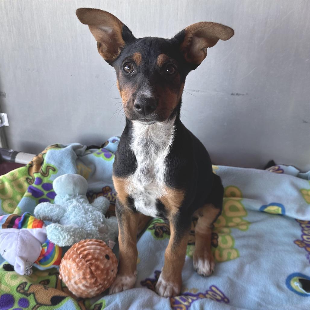Yertle the Turtle, a Adoptable Mixed Breed in Park City, UT image 2/6