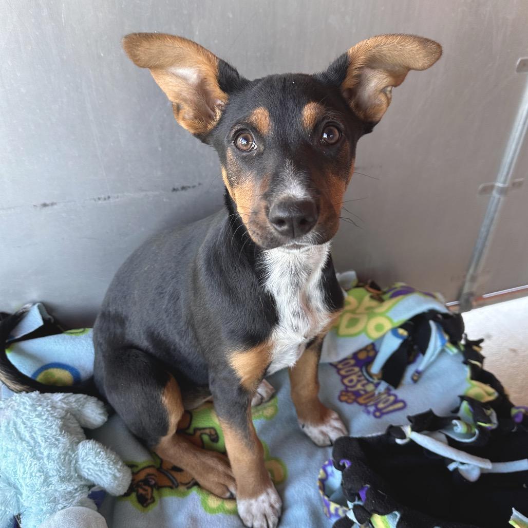 Yertle the Turtle, a Adoptable Mixed Breed in Park City, UT image 3/6