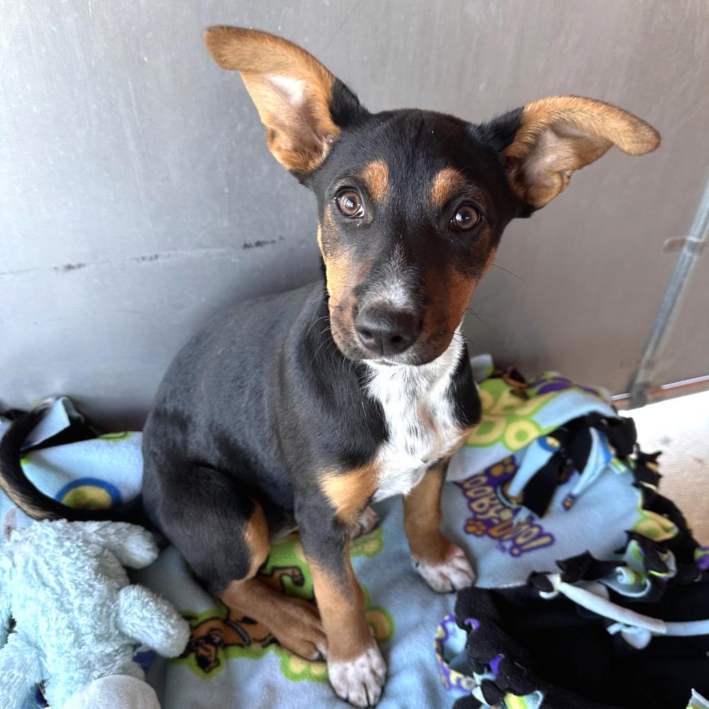 Yertle the Turtle, a Adoptable Mixed Breed in Park City, UT image 4/6