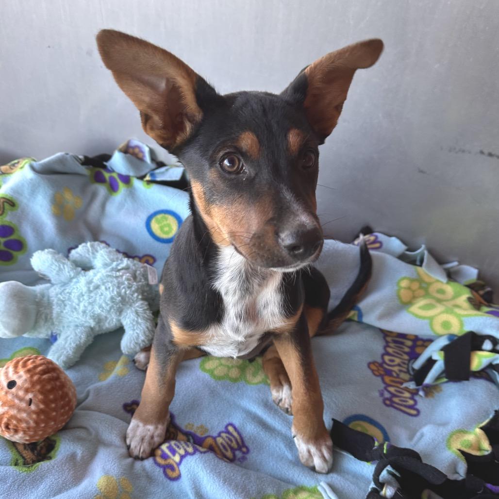 Yertle the Turtle, a Adoptable Mixed Breed in Park City, UT image 6/6