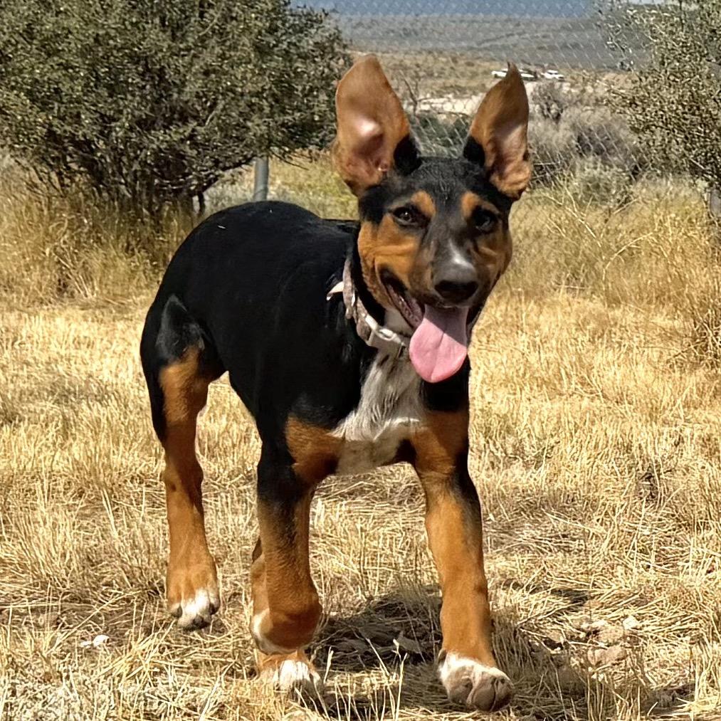 Yertle the Turtle, a Adoptable Mixed Breed in Park City, UT image 6/6