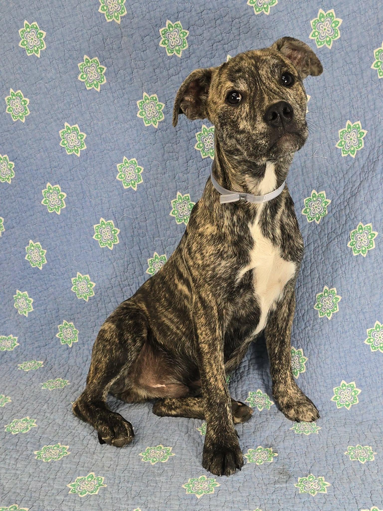 Enlarge Woody, a Adoptable mixed breed in Newport, TN image 3/5