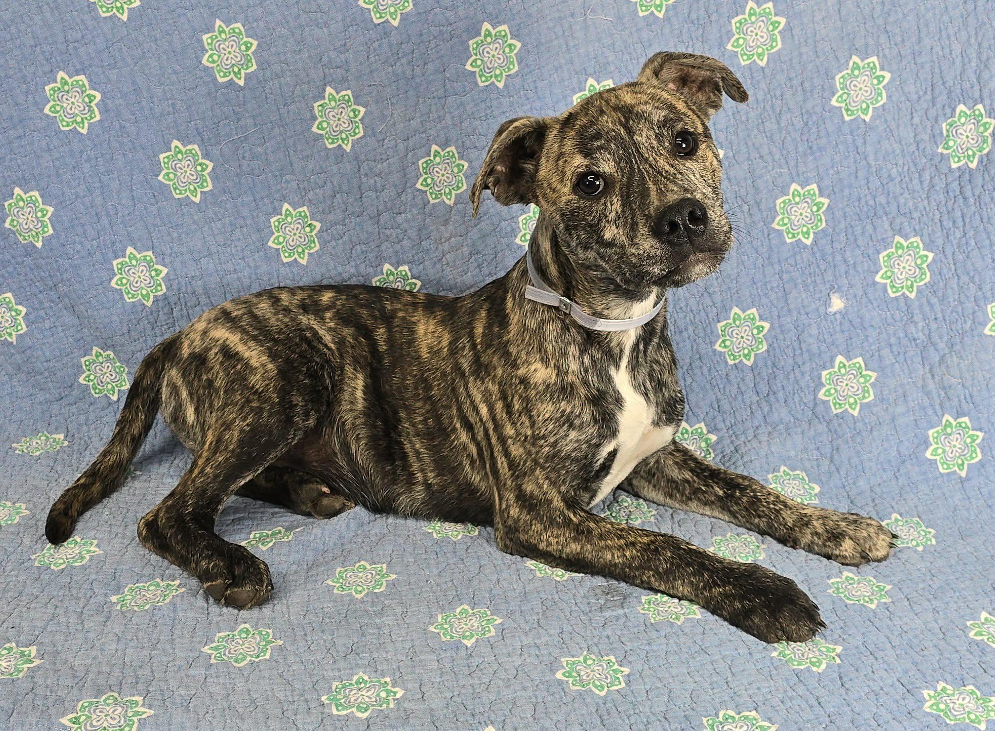 Enlarge Woody, a Adoptable mixed breed in Newport, TN image 5/5