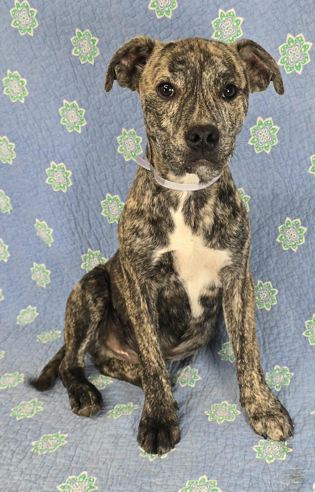 Enlarge Woody, a Adoptable mixed breed in Newport, TN image 4/5