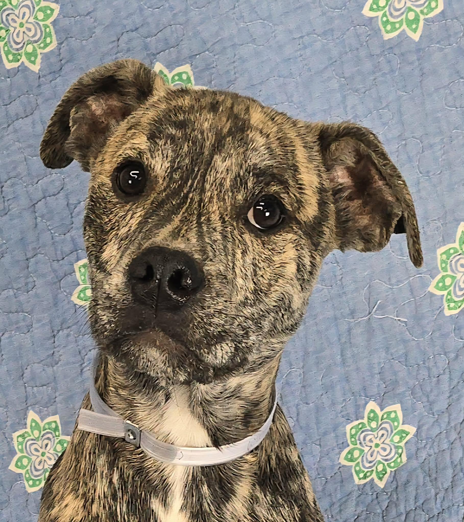 Enlarge Woody, a Adoptable mixed breed in Newport, TN image 1/5