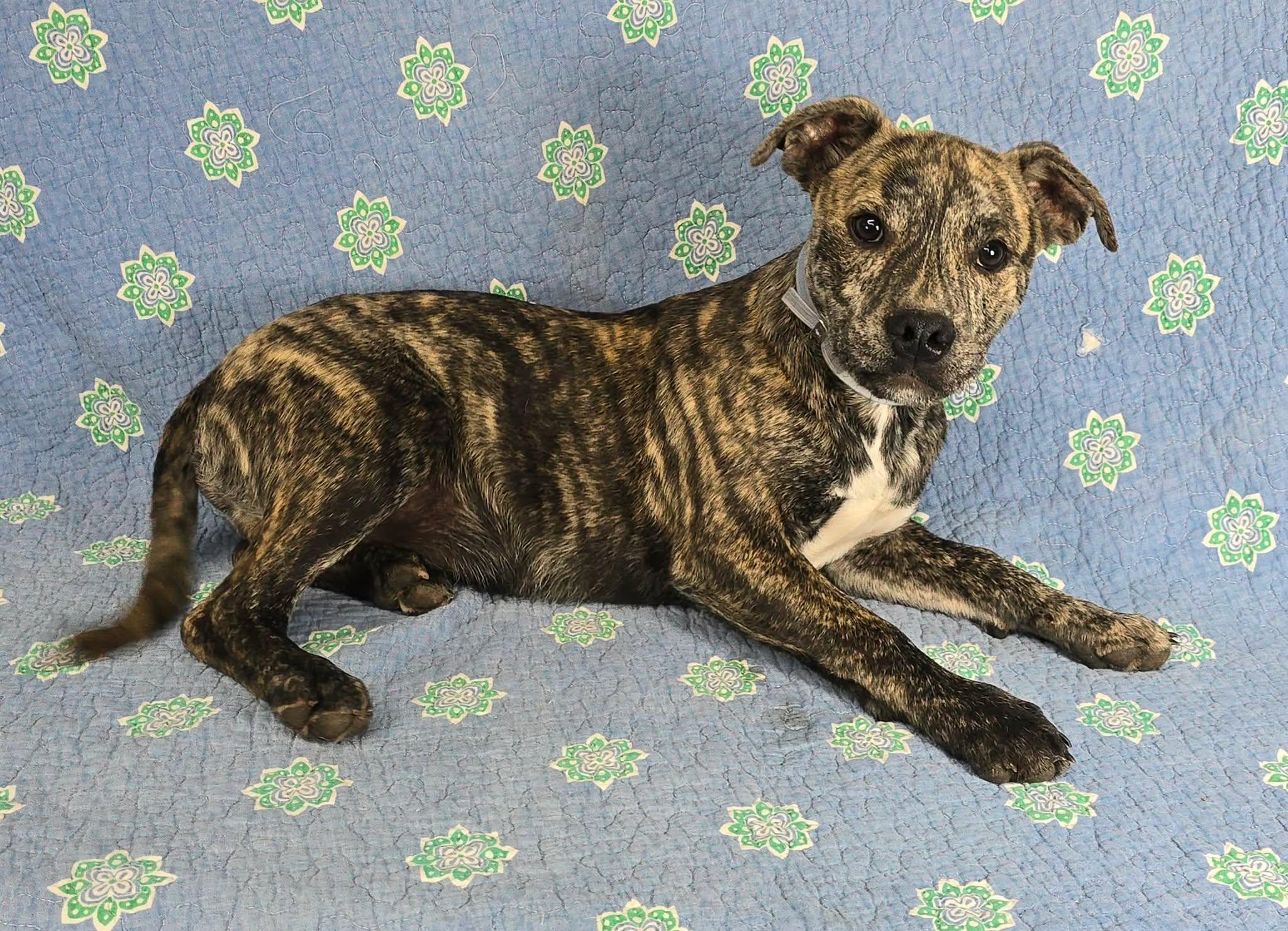 Enlarge Woody, a Adoptable mixed breed in Newport, TN image 2/5
