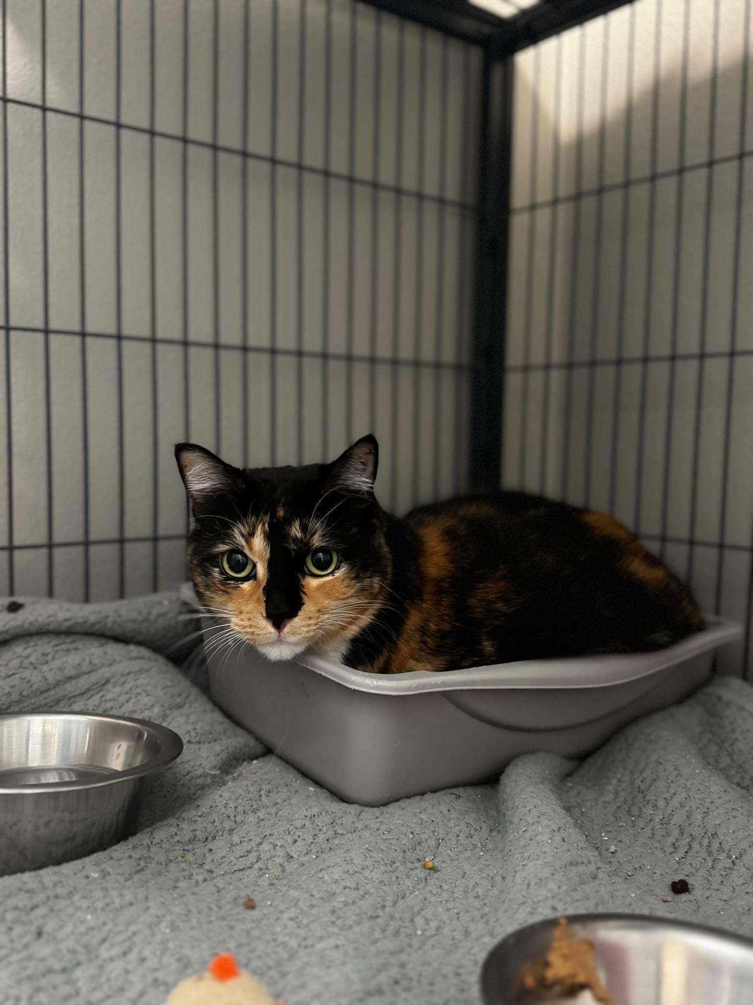 Janet, Adoptable, Senior Female Domestic Short Hair.