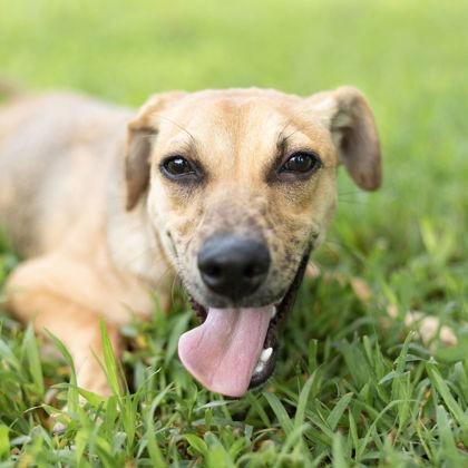 Clyde, a Adoptable mixed breed in Tyler, TX image 1/5
