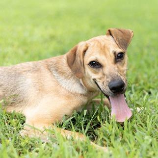 Clyde, a Adoptable mixed breed in Tyler, TX image 2/5