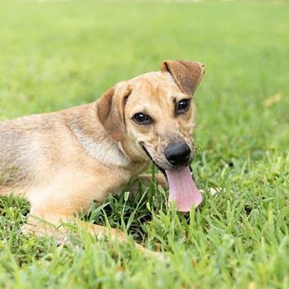 Clyde, a Adoptable mixed breed in Tyler, TX image 3/5
