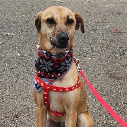 Clyde, a Adoptable mixed breed in Tyler, TX image 4/5