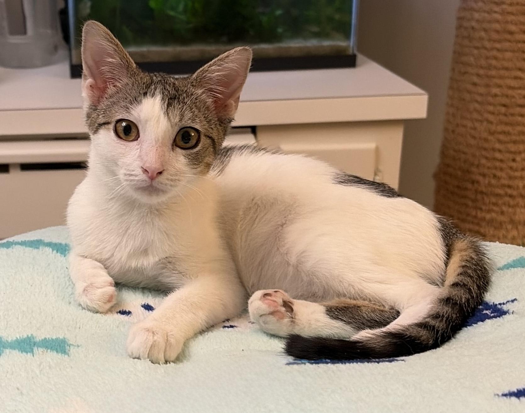 Enlarge Annie, an adopted Domestic Short Hair in Nashville, TN image 1/1