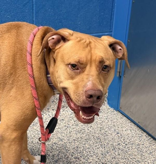 Stella, Adoptable, Adult Female Pit Bull Terrier.