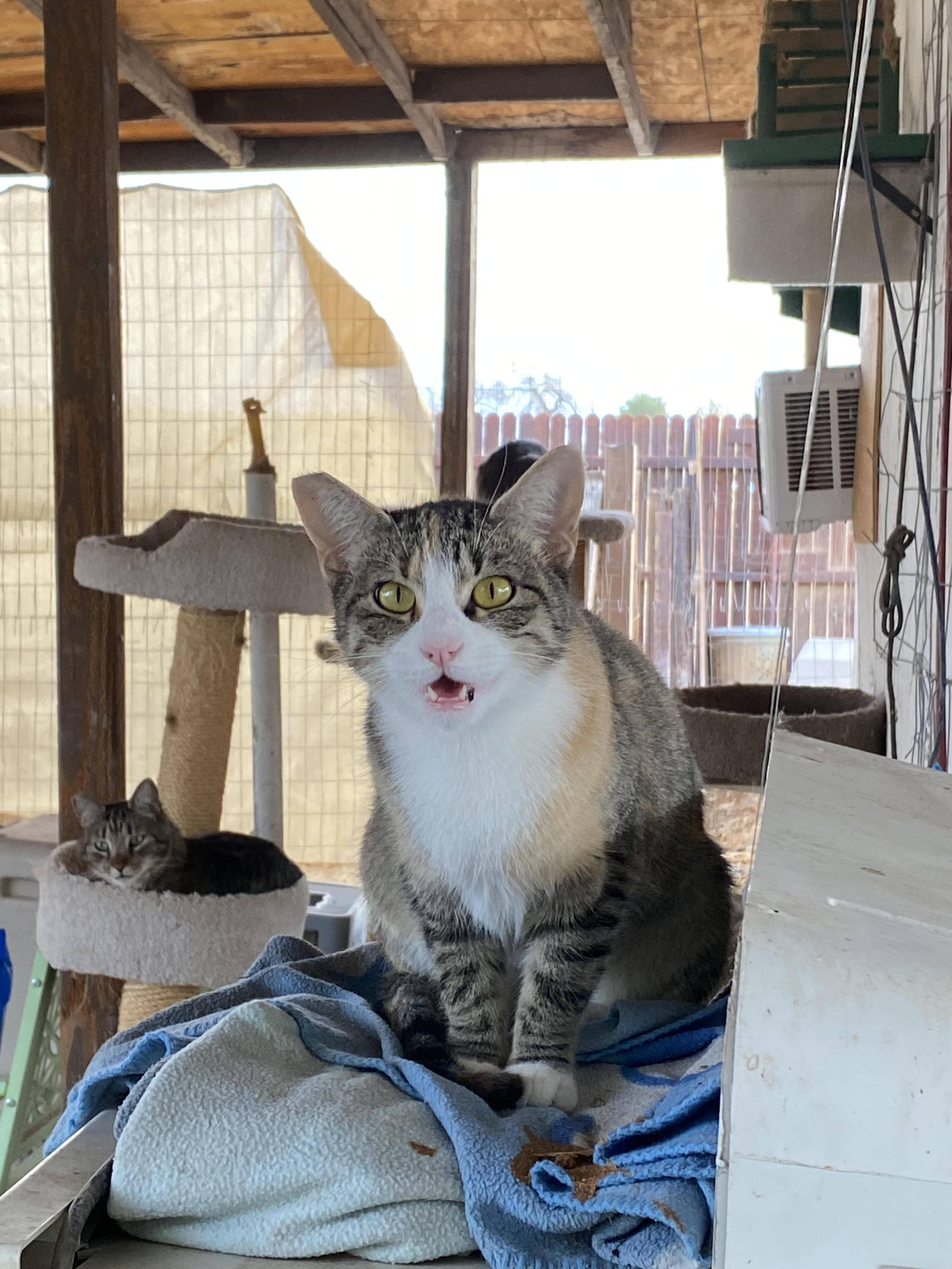 Enlarge Mama Cat, a ADOPTABLE Domestic Short Hair in Overton, NV image 2/4