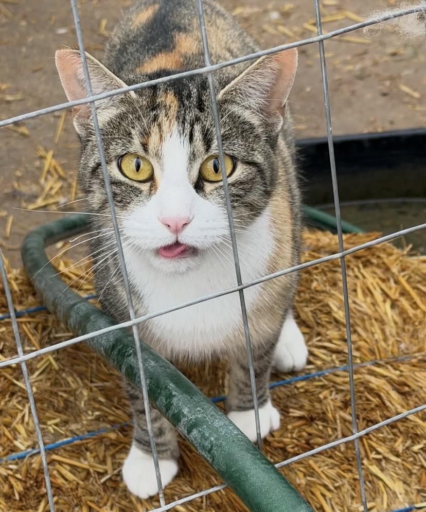 Enlarge Mama Cat, a ADOPTABLE Domestic Short Hair in Overton, NV image 3/4
