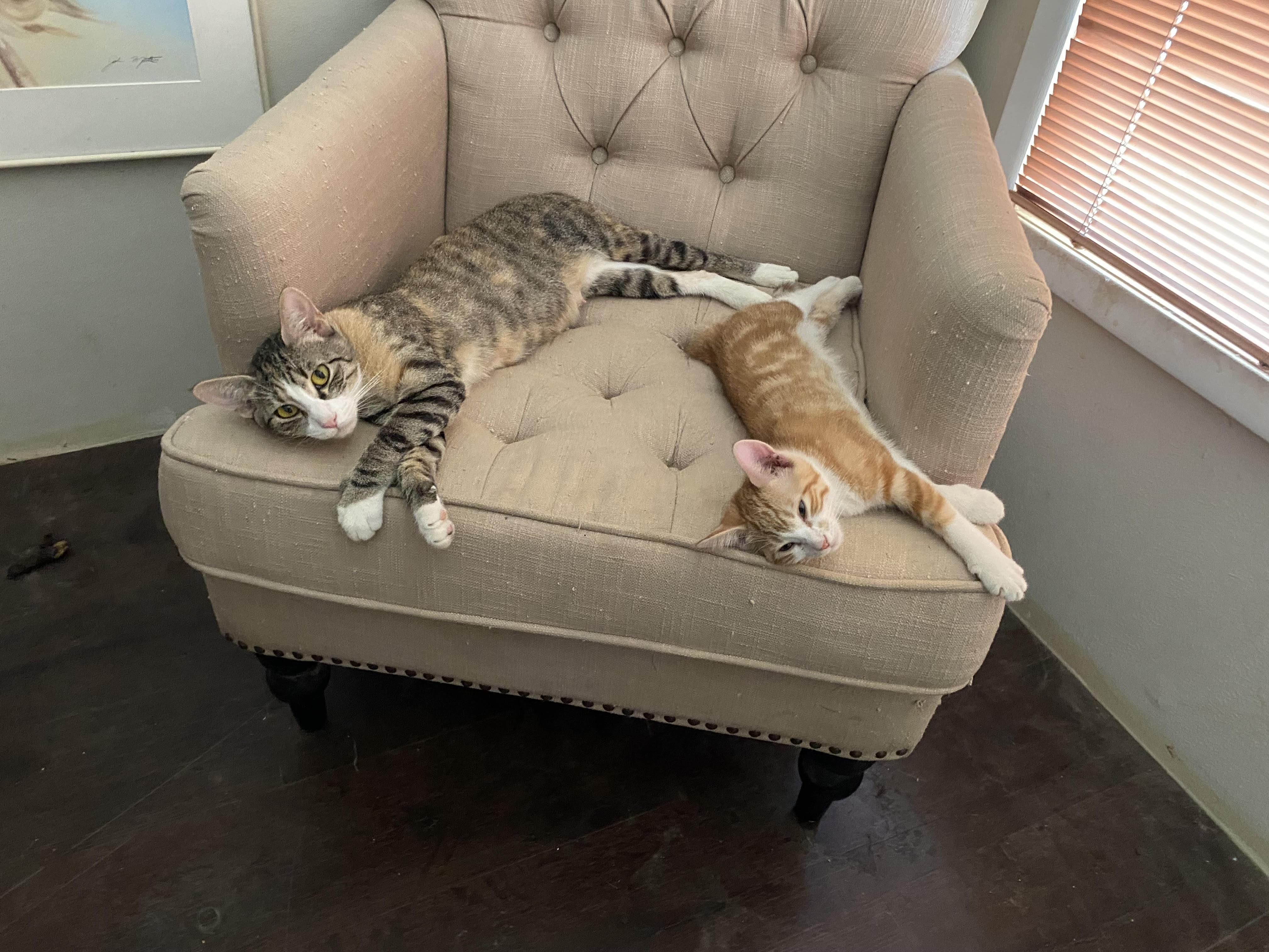 Enlarge Mama Cat, a ADOPTABLE Domestic Short Hair in Overton, NV image 4/4