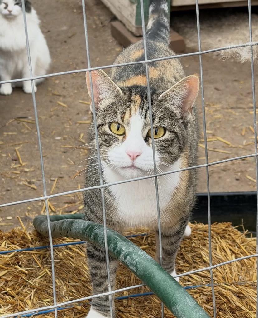 Enlarge Mama Cat, a ADOPTABLE Domestic Short Hair in Overton, NV image 1/4