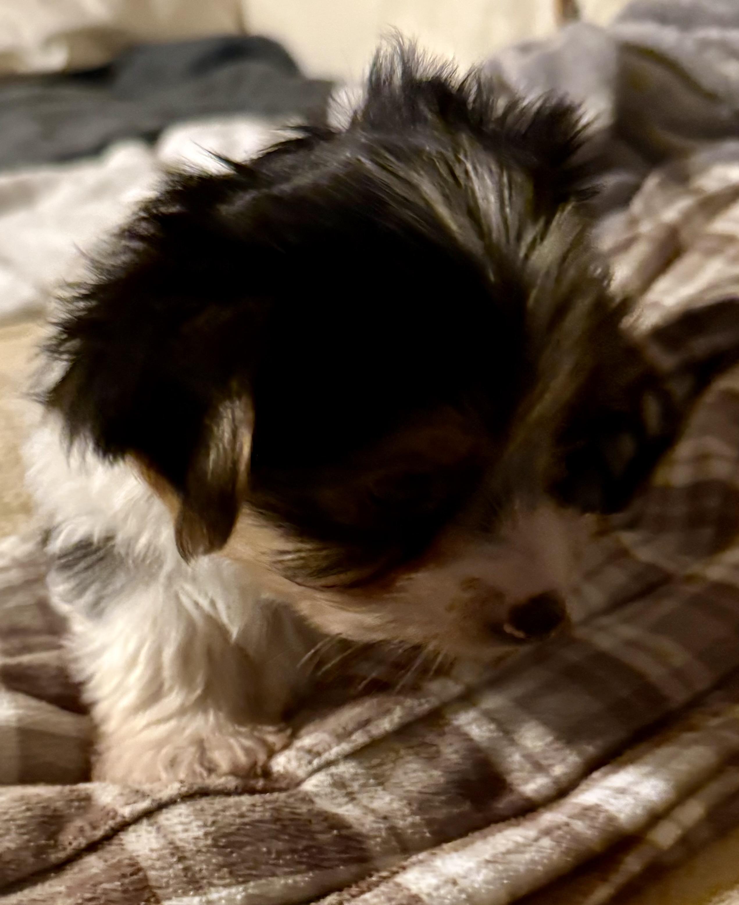 Hypoallergenic purebred Yorkie male pup, a ADOPTABLE Yorkshire Terrier in Boca Raton, FL image 4/6