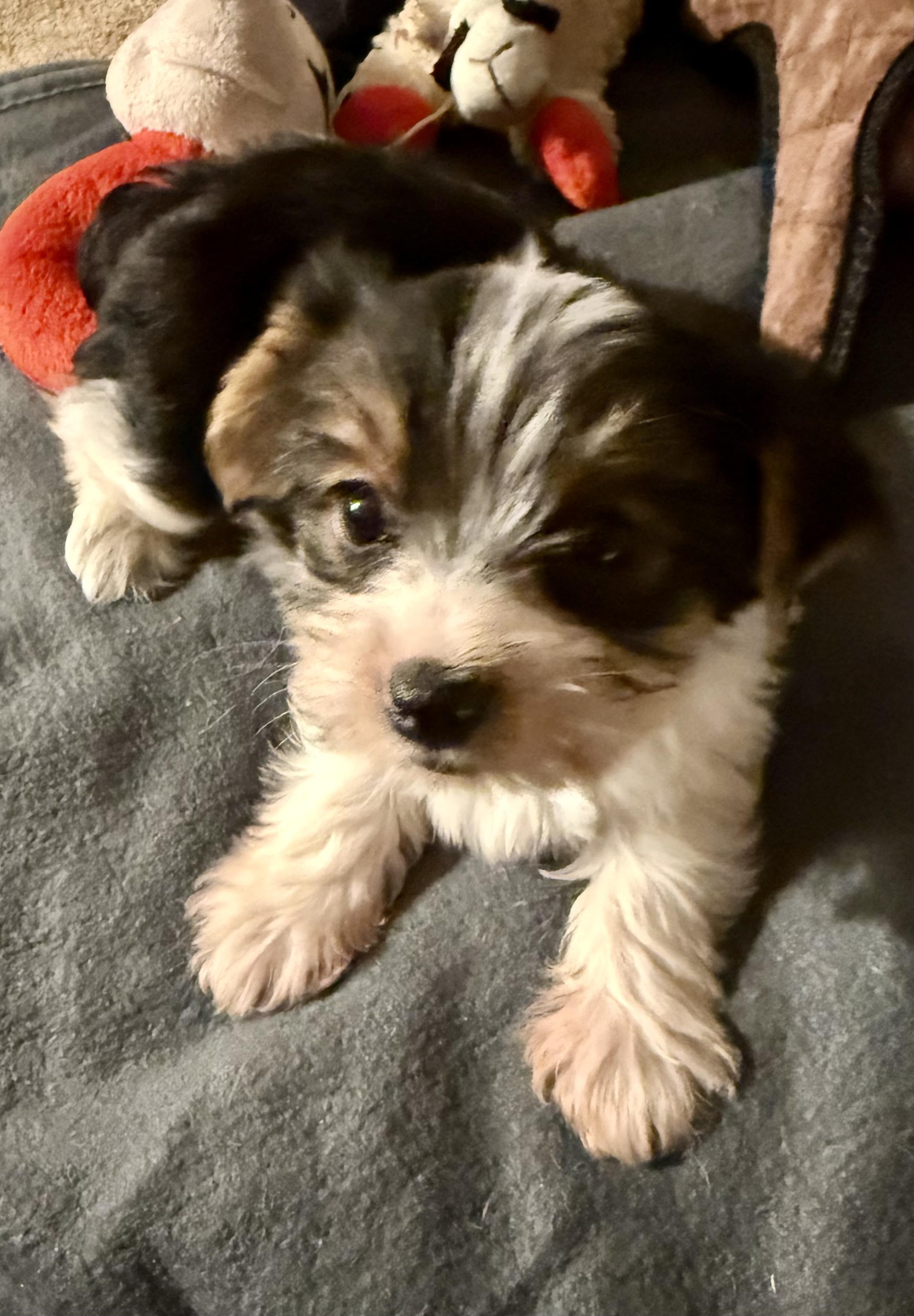 Hypoallergenic purebred Yorkie male pup, a ADOPTABLE Yorkshire Terrier in Boca Raton, FL image 6/6