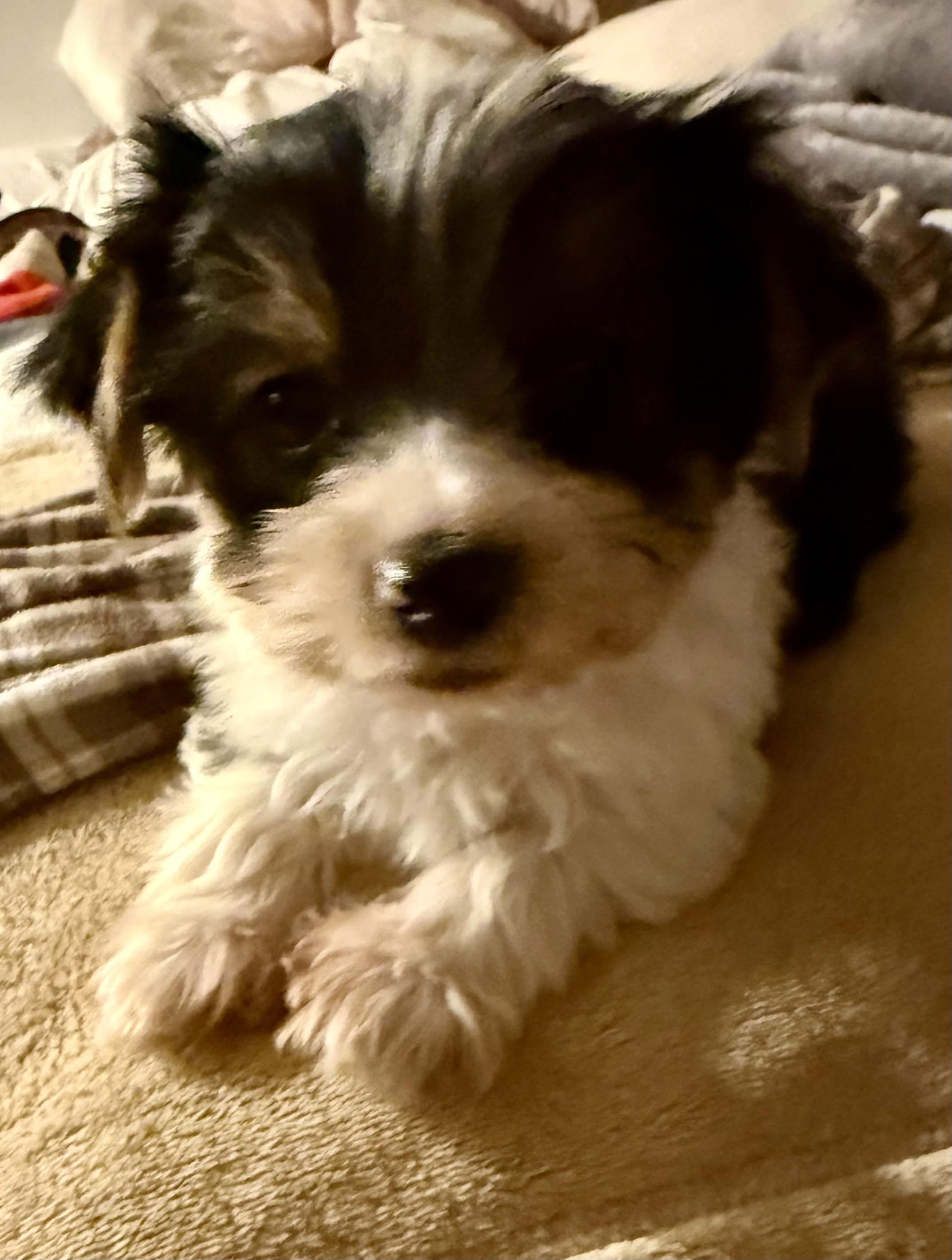 Hypoallergenic purebred Yorkie male pup, ADOPTABLE, Puppy Male Yorkshire Terrier.