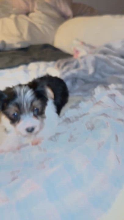Enlarge Hypoallergenic purebred Yorkie male pup, a ADOPTABLE Yorkshire Terrier in Boca Raton, FL video 5/6