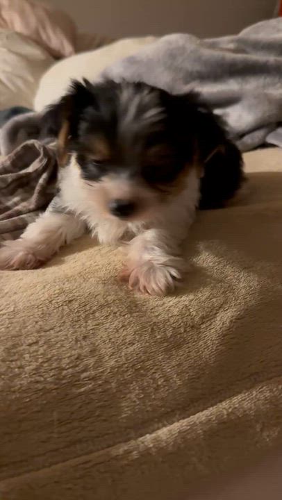 Enlarge Hypoallergenic purebred Yorkie male pup, a ADOPTABLE Yorkshire Terrier in Boca Raton, FL video 2/6