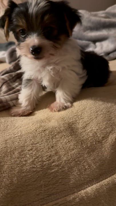 Enlarge Hypoallergenic purebred Yorkie male pup, a ADOPTABLE Yorkshire Terrier in Boca Raton, FL video 1/6