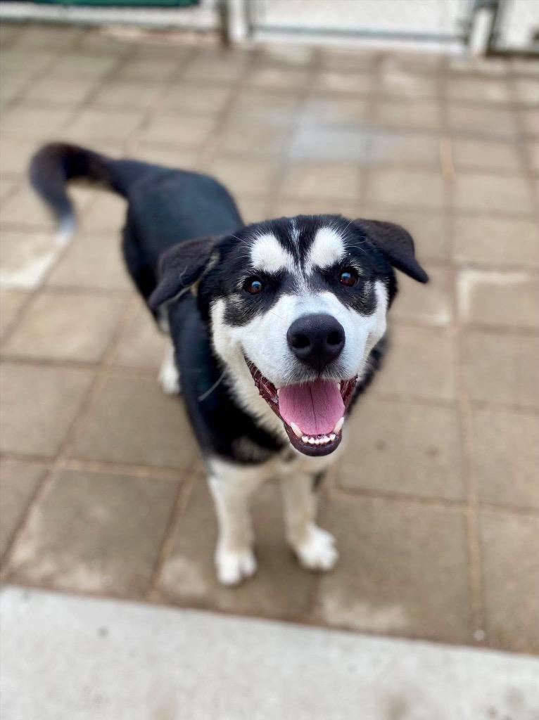 Obi, Adoptable, Young Male Husky.