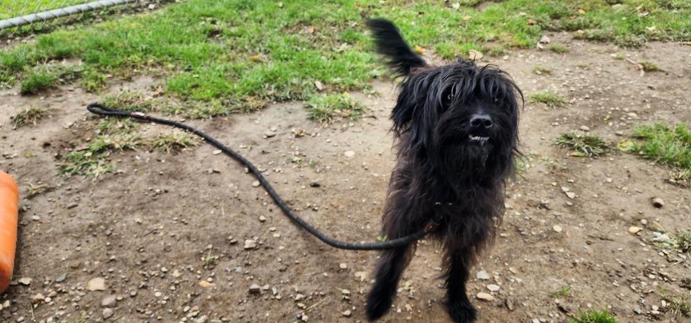 MARCO 256-26, Adoptable, Young Male Terrier.