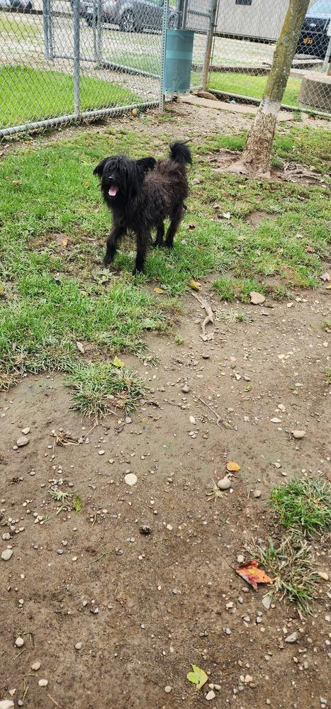 Enlarge MARCO 256-26, a Adoptable mixed breed in Cambridge, OH image 2/2