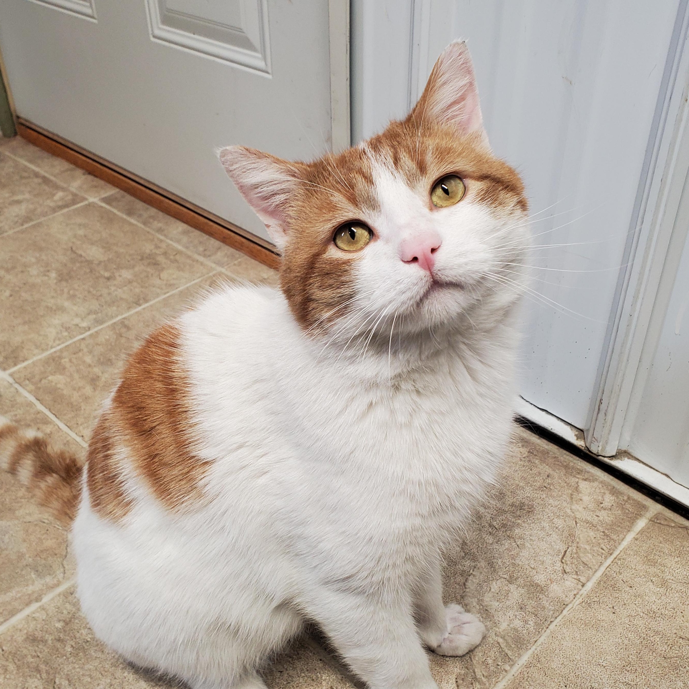 Enlarge Timmy, a ADOPTABLE Domestic Short Hair in Marseilles, IL image 1/1