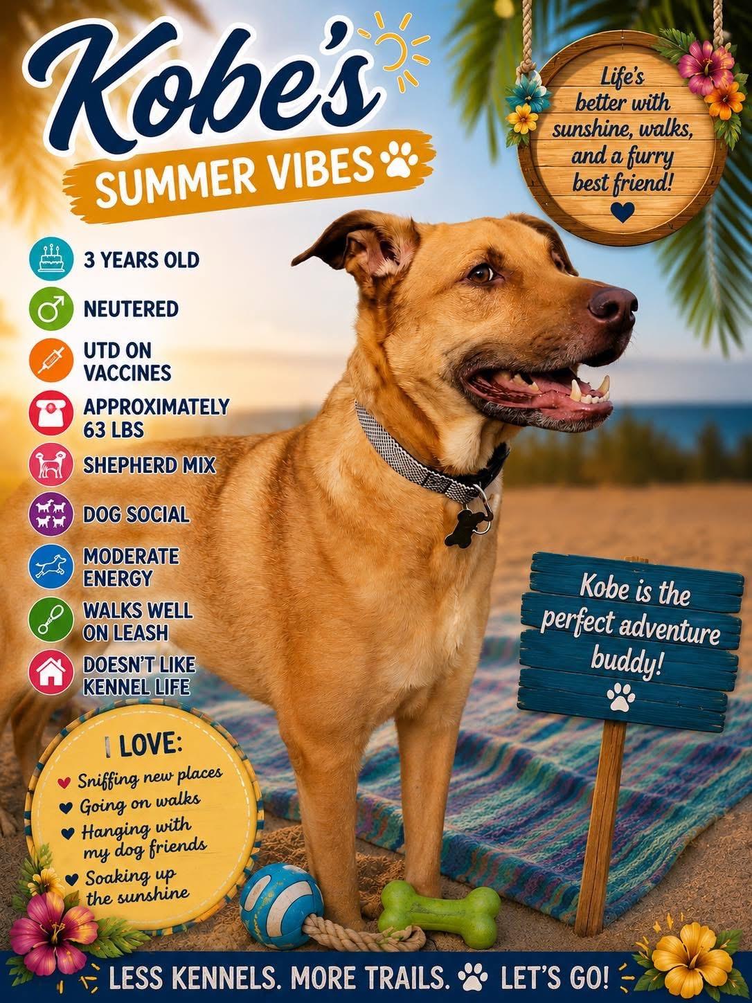 Kobe, a ADOPTABLE mixed breed in Ashland, KY image 2/3