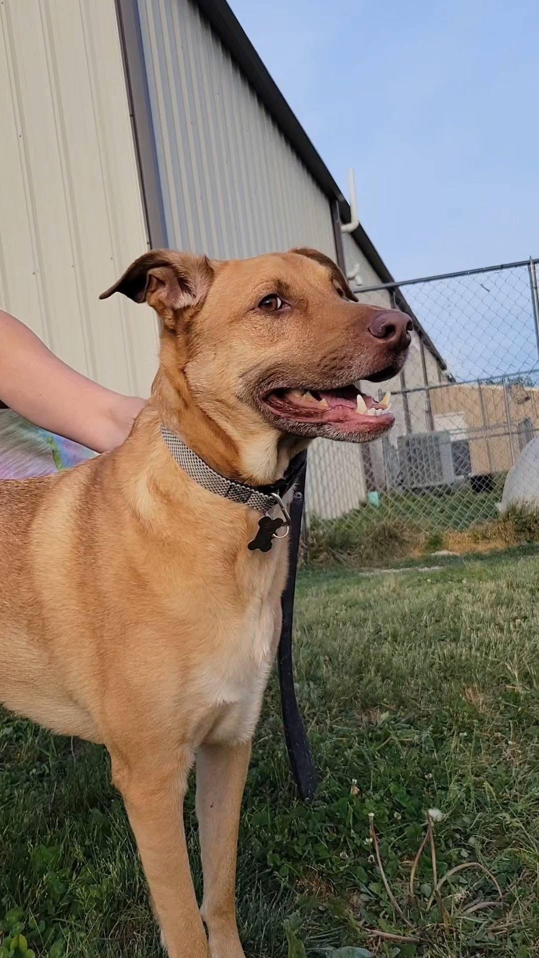 Kobe, ADOPTABLE, Adult Male Mixed Breed.
