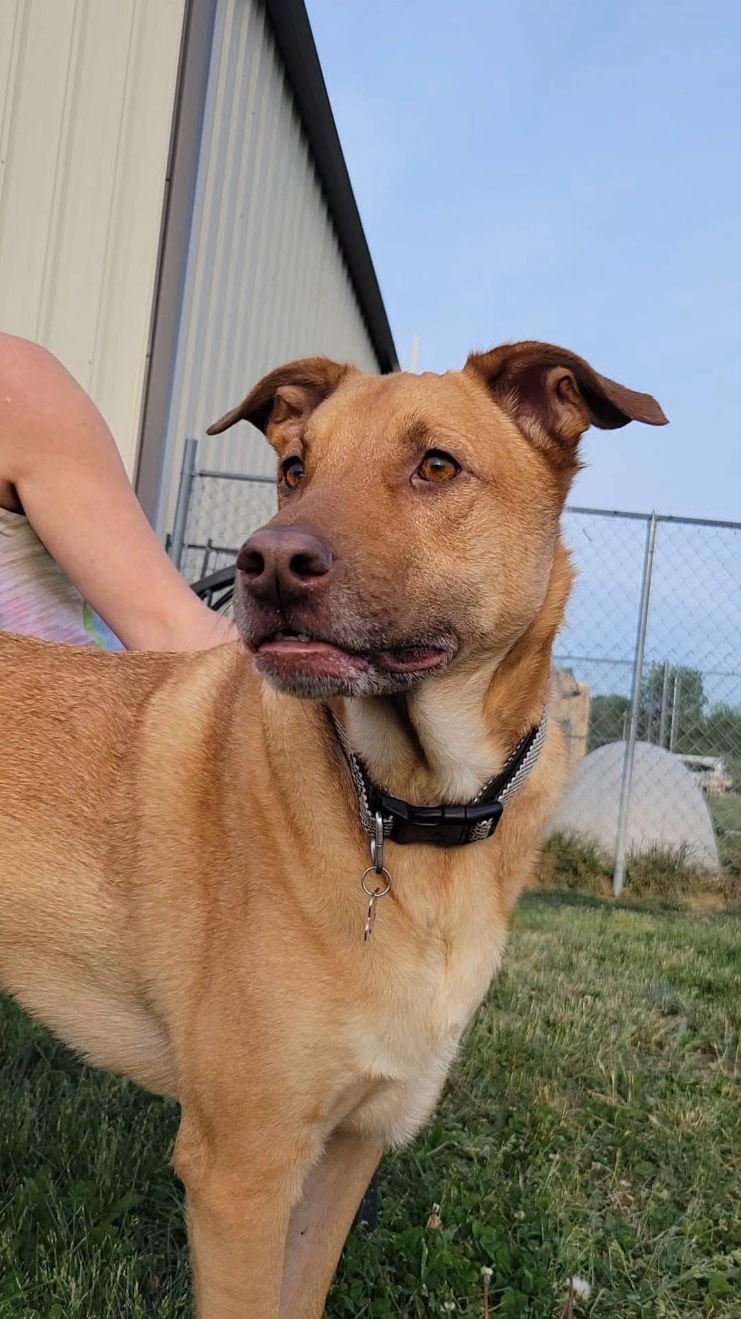 Kobe, a ADOPTABLE mixed breed in Ashland, KY image 3/3