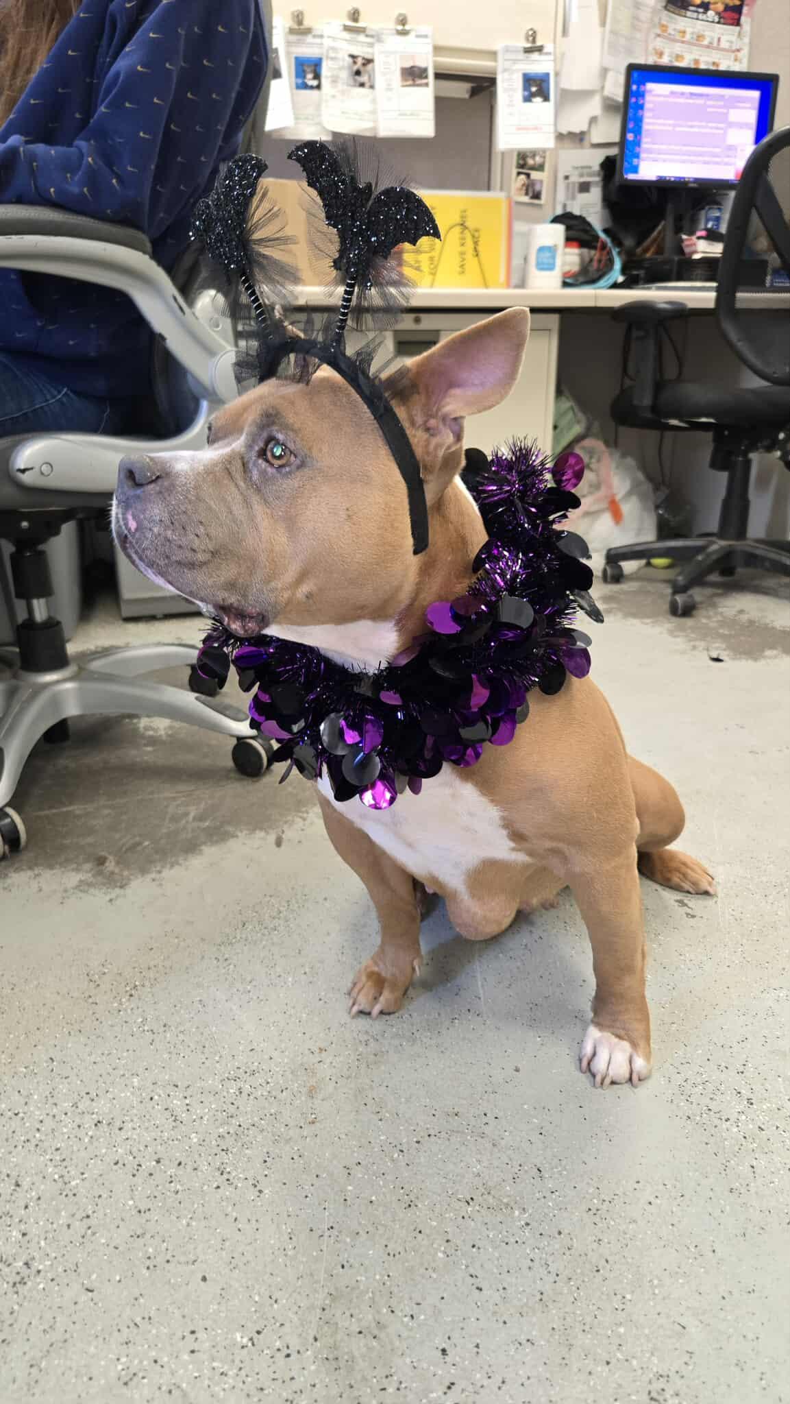 Buffy **Courtesy Post. Out of town pet. See below for details**