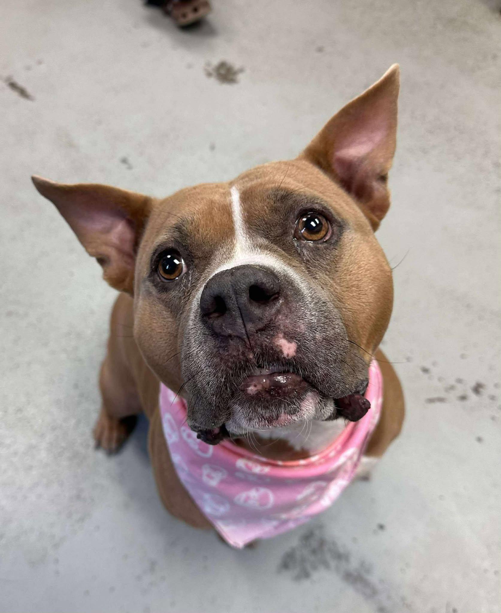 Buffy **Courtesy Post. Out of town pet. See below for details**