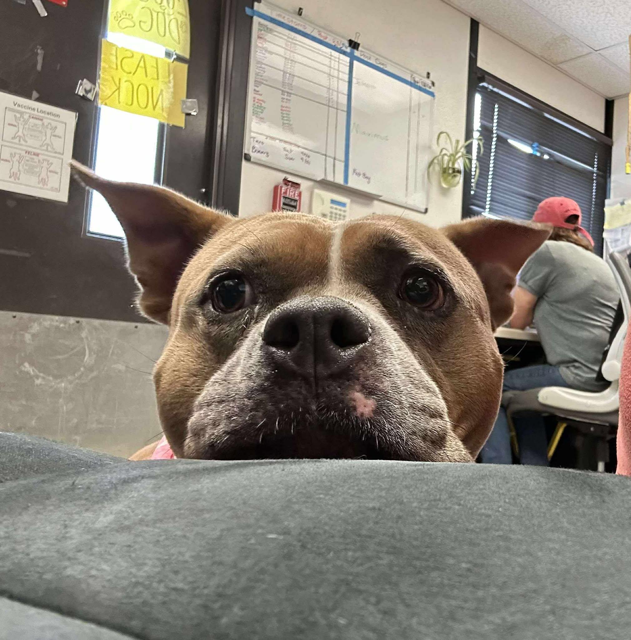 Buffy **Courtesy Post. Out of town pet. See below for details**