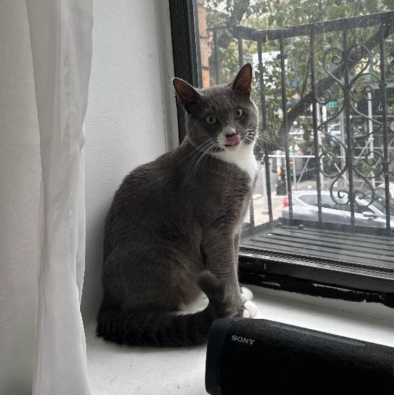 Enlarge Rufio, a Adopted mixed breed in Brooklyn, NY image 1/6