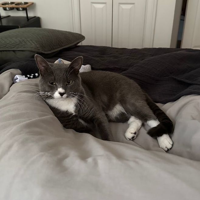 Enlarge Rufio, a Adopted mixed breed in Brooklyn, NY image 2/6