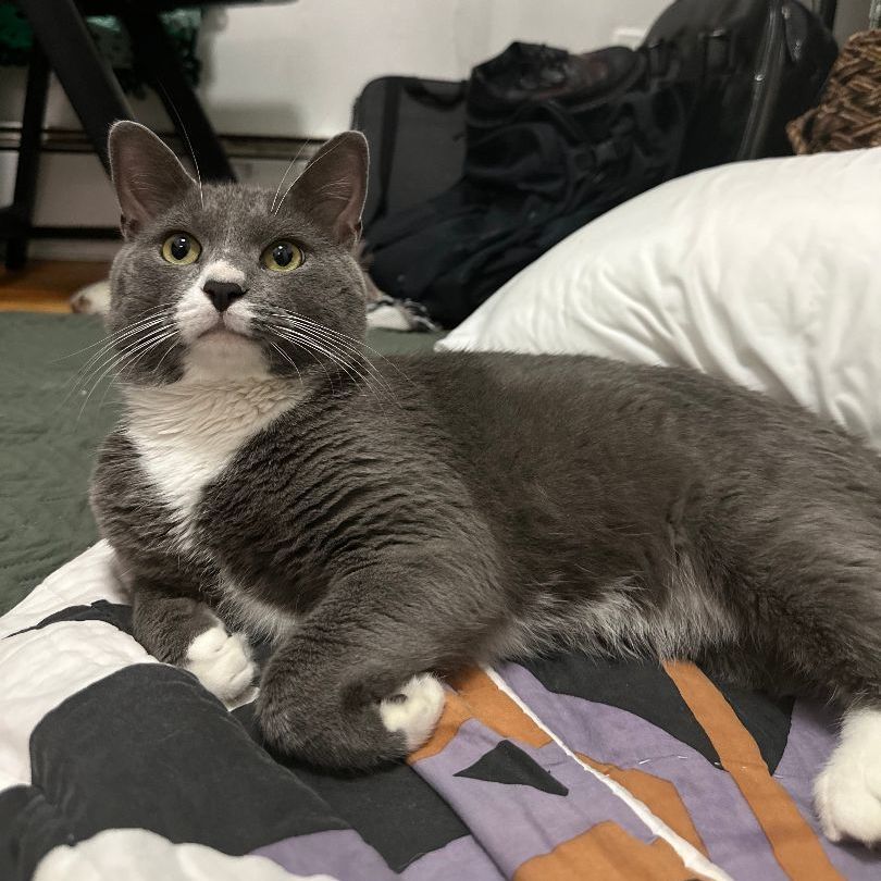 Enlarge Rufio, a Adopted mixed breed in Brooklyn, NY image 5/6