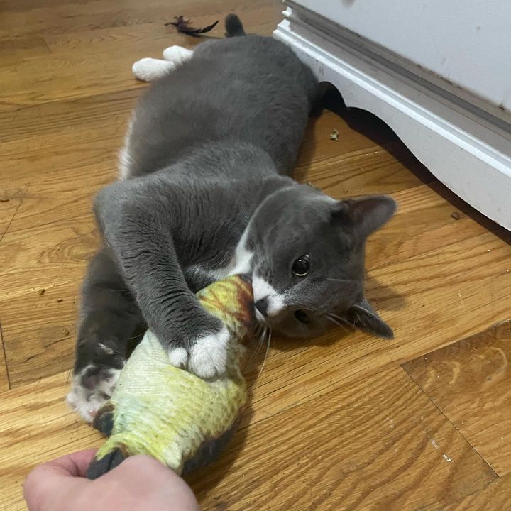 Enlarge Rufio, a Adopted mixed breed in Brooklyn, NY image 6/6