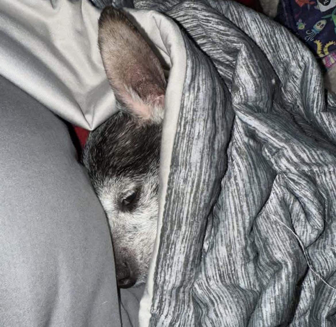 Enlarge Chica, a ADOPTABLE Chihuahua in Pittsboro, NC image 2/3