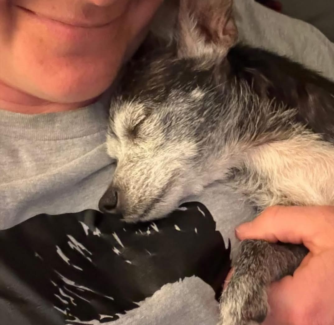 Chica, ADOPTABLE, Senior Female Chihuahua.