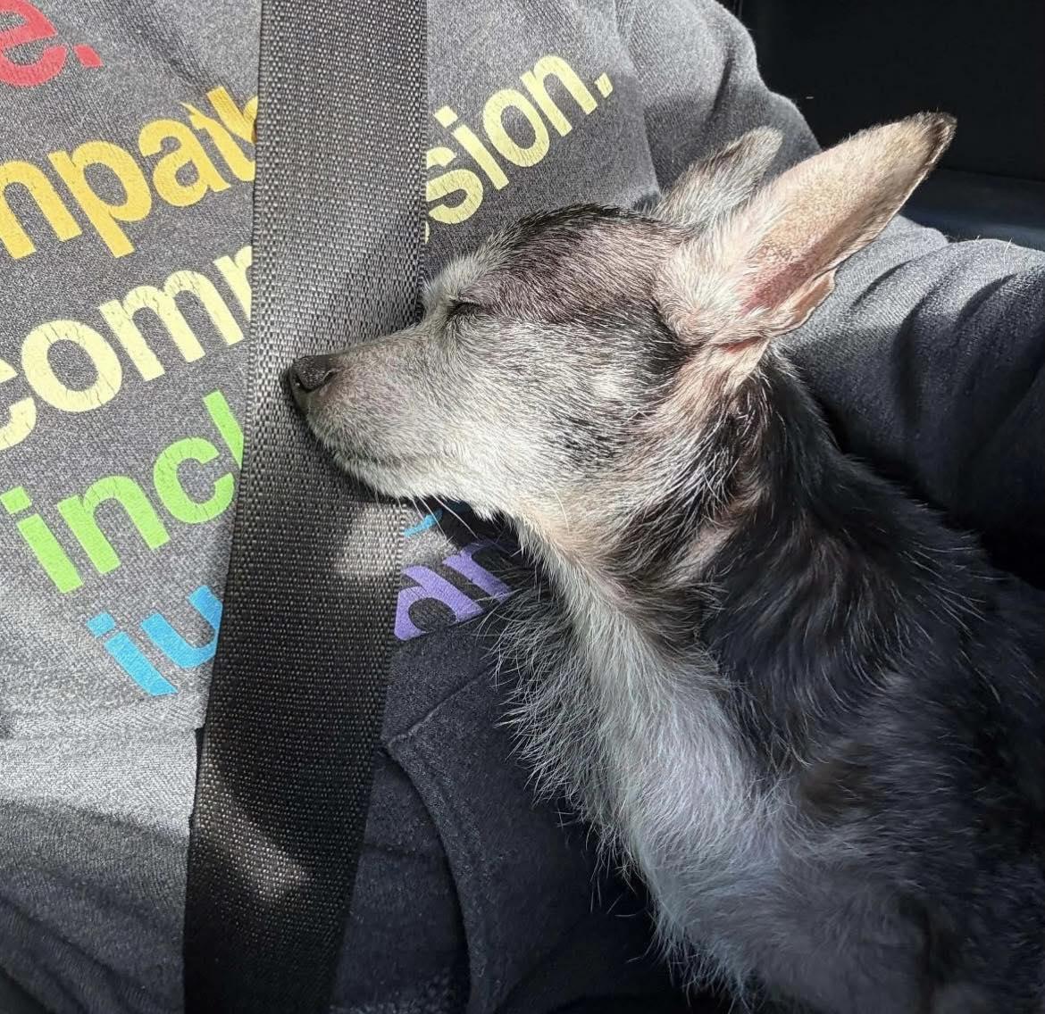 Enlarge Chica, a ADOPTABLE Chihuahua in Pittsboro, NC image 3/3