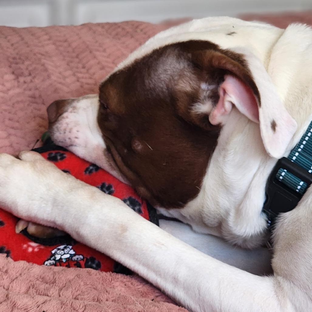 Dayton, Adoptable, Adult Male Pit Bull Terrier.