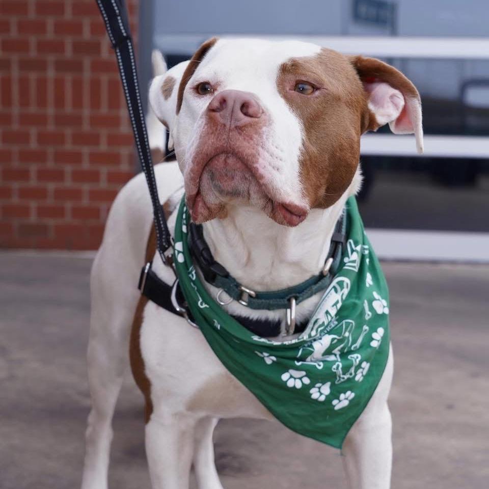 Dayton, a Adoptable Pit Bull Terrier in Valparaiso, IN image 2/6